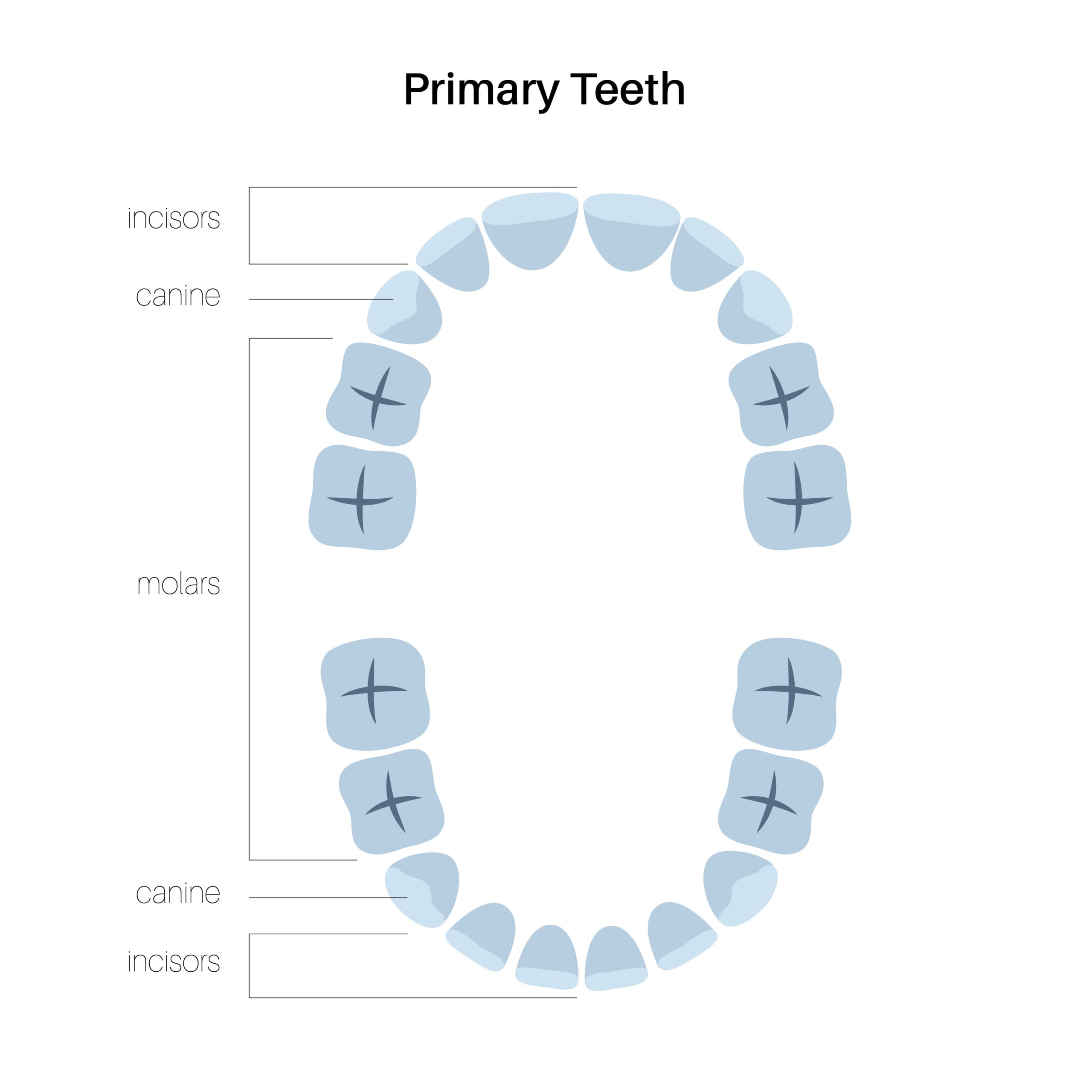 Teeth1 34 scaled - I Have High Canine Teeth — Can Braces Help Fix Them?