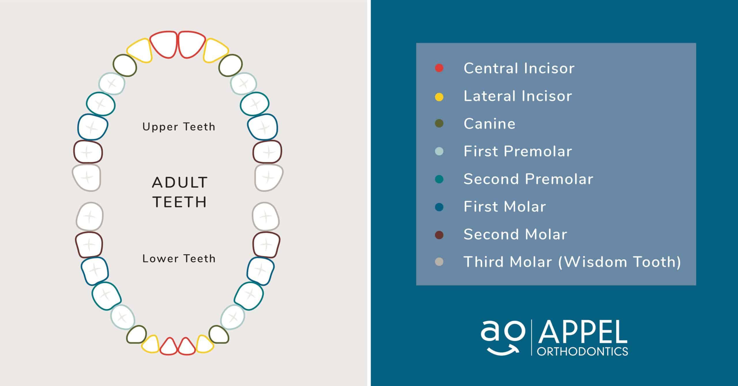 0001 scaled - Missing Lateral Incisors? Help Your Smile With Braces!