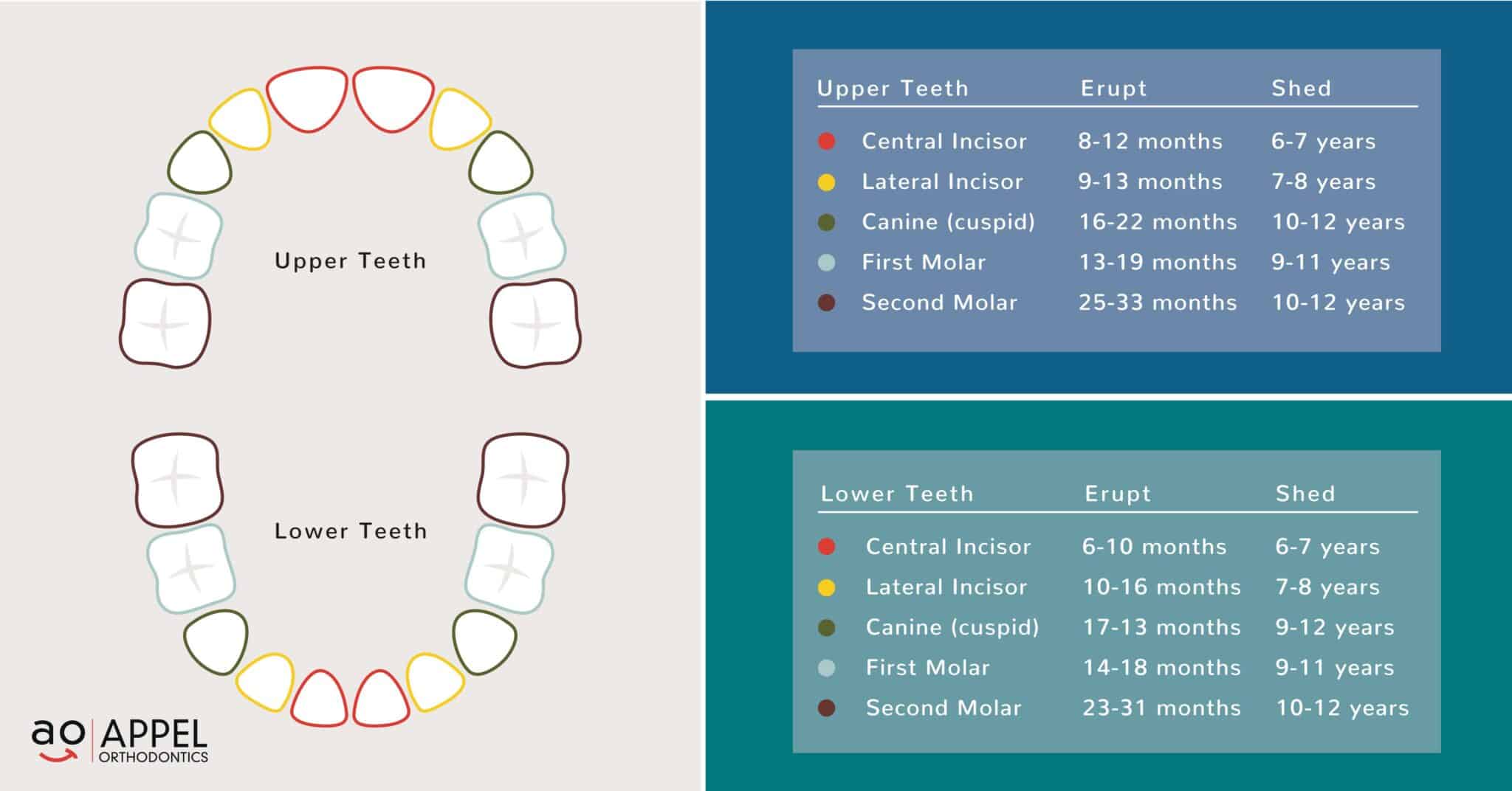 What Age Do Kids Lose Teeth Is Late Loss A Problem Philadelphia